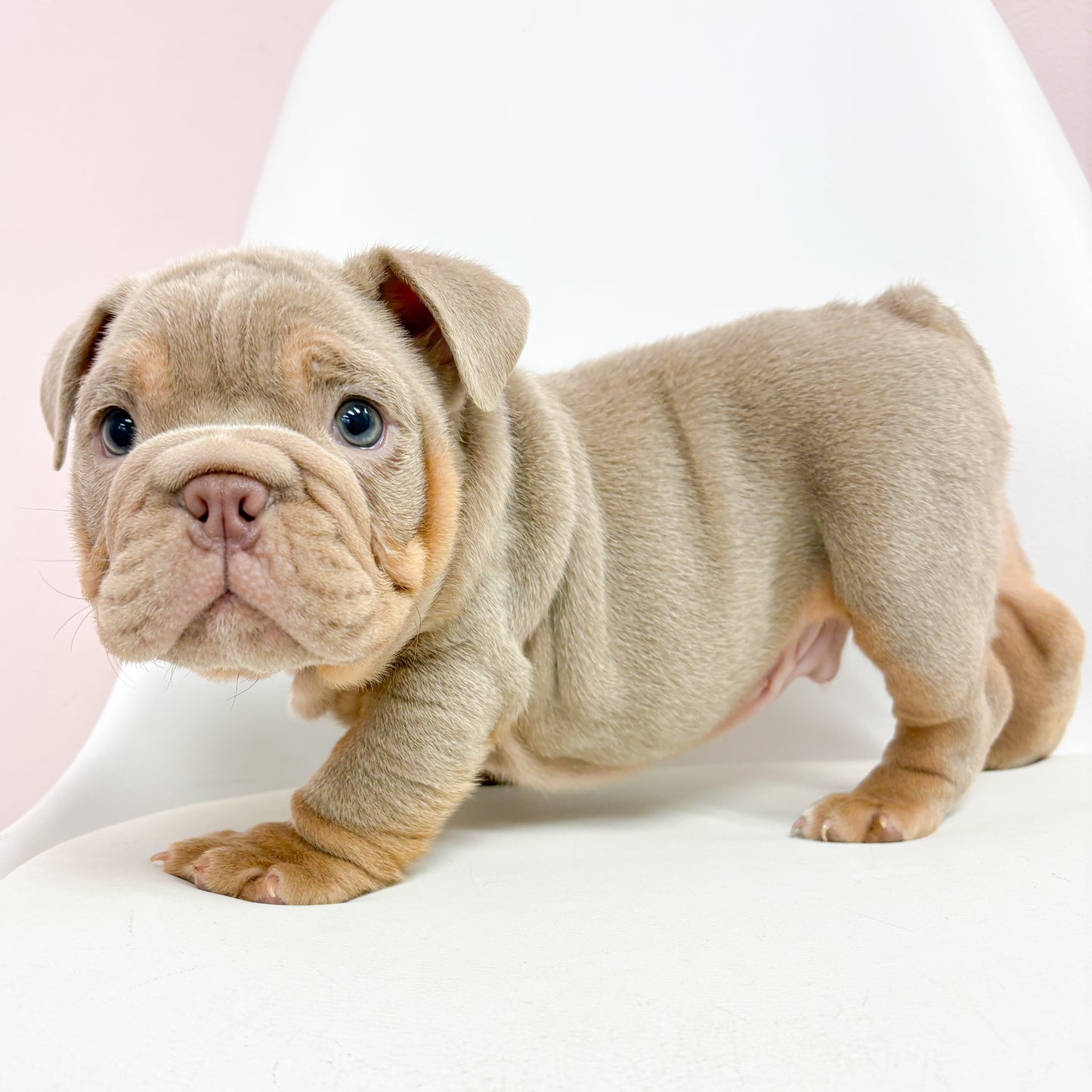 Trip- Male English Bulldog
