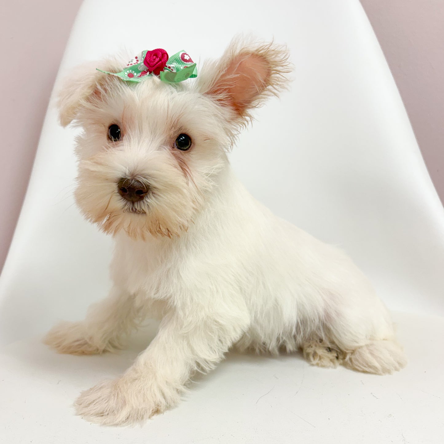 Ivory- Female Mini Schnauzer