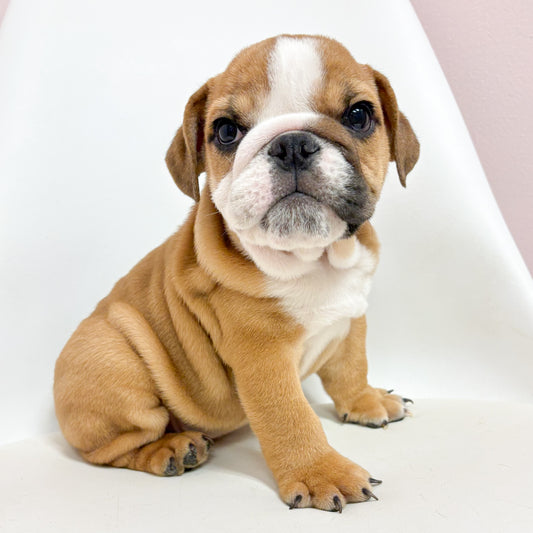Rocky- Male English Bulldog