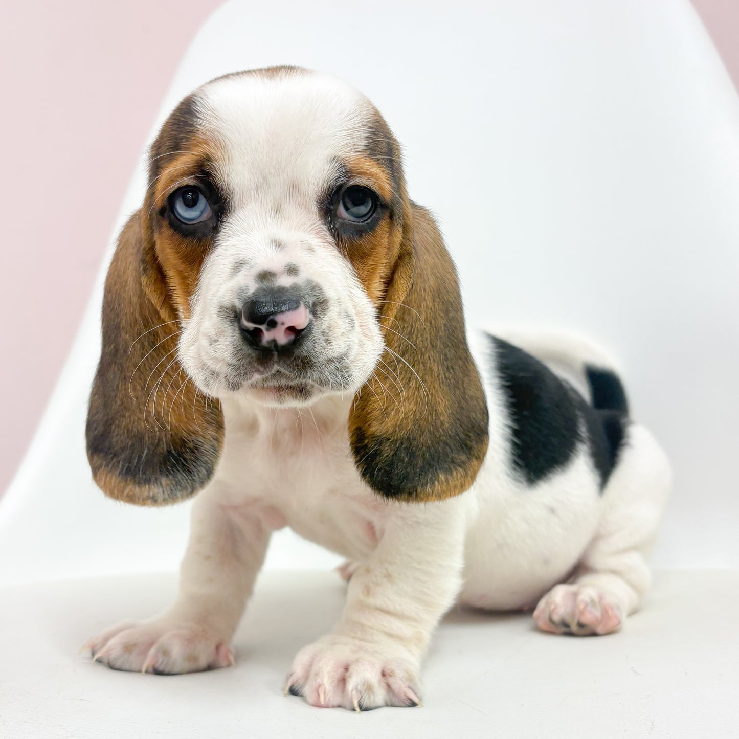 Delilah-Female Basset Hound