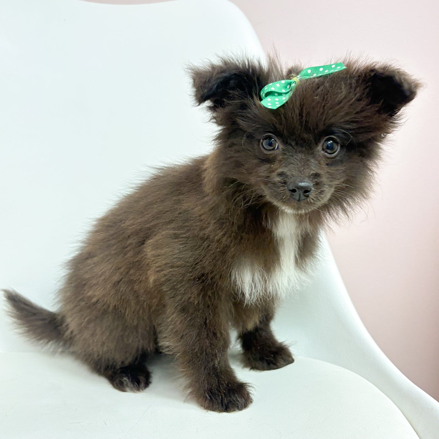 Fiona- Female Pomski