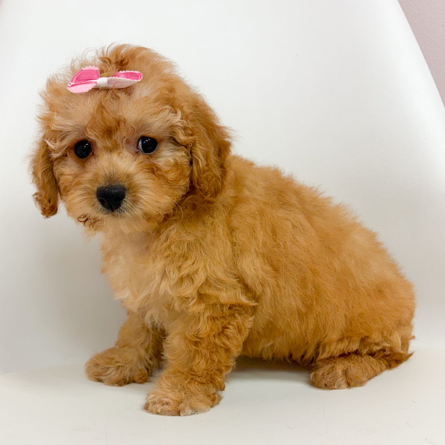 Molly- Toy Poodle