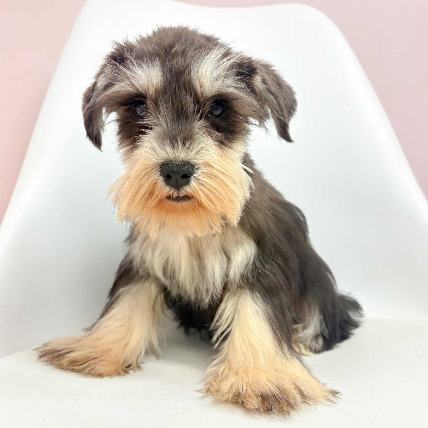 Winston-Male Mini Schnauzer