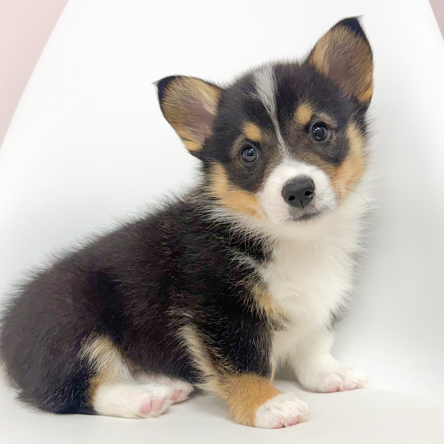 Henry- Male Corgi