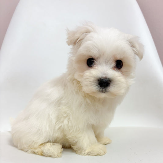 Prince-Male Maltese