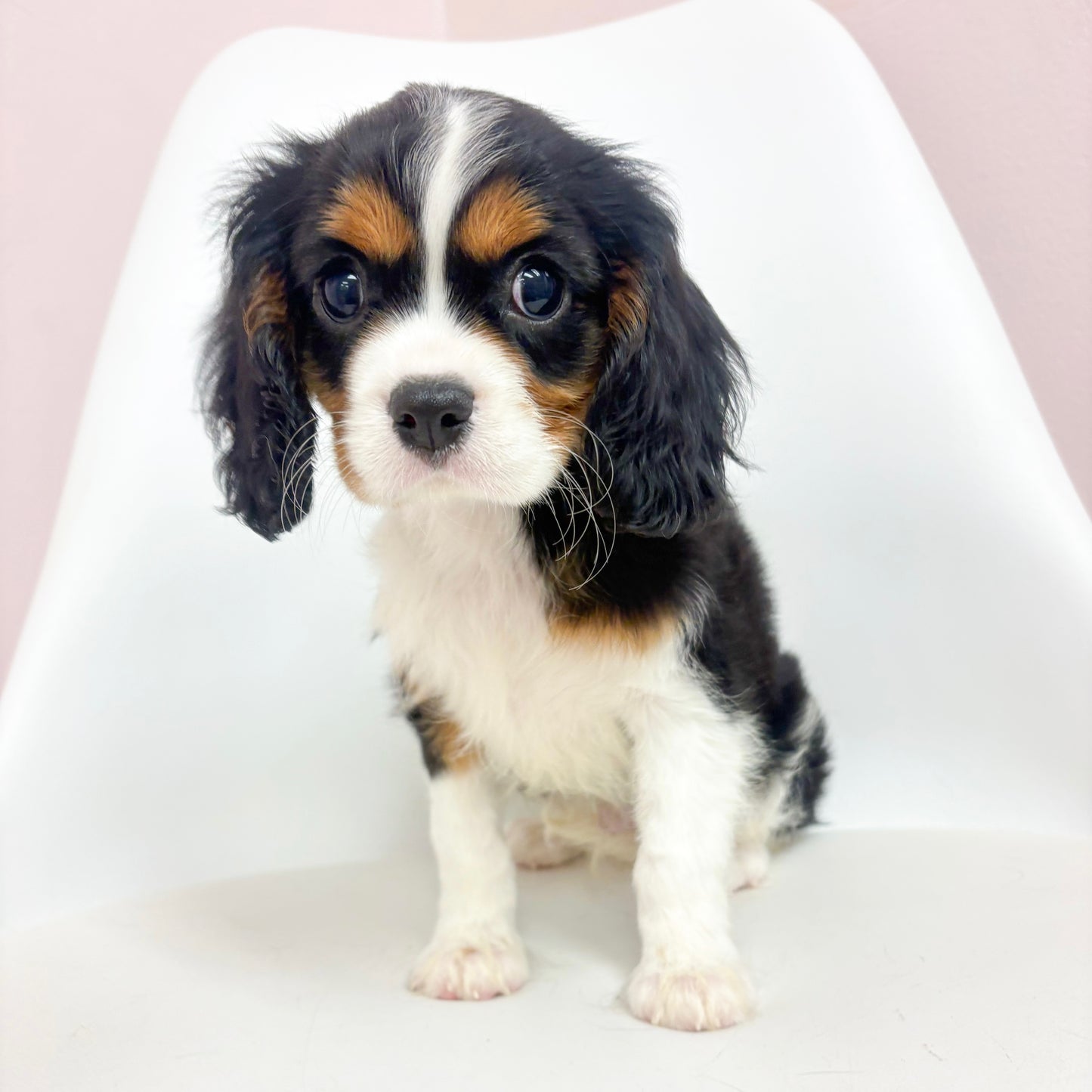 Bandit- Male Cavalier King Charles Spaniel