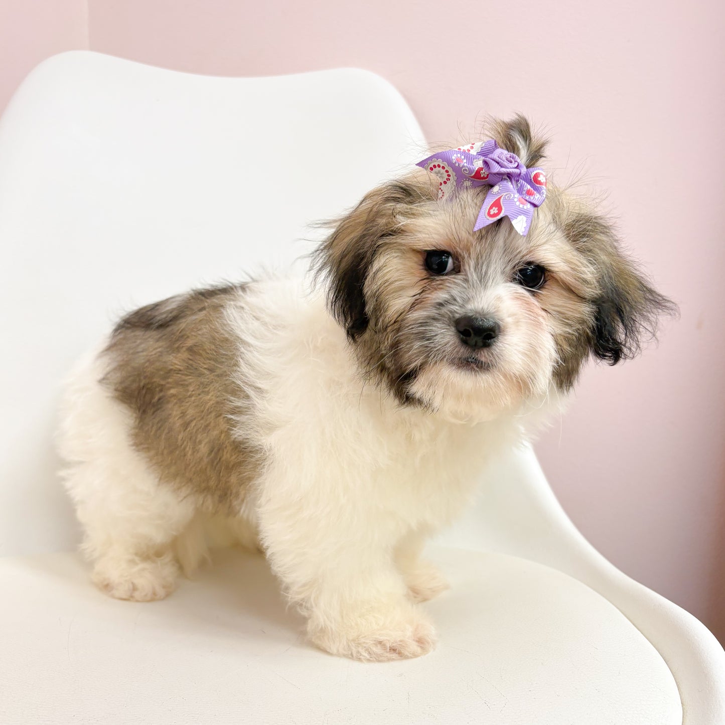 Honey- Female Teddy Bear