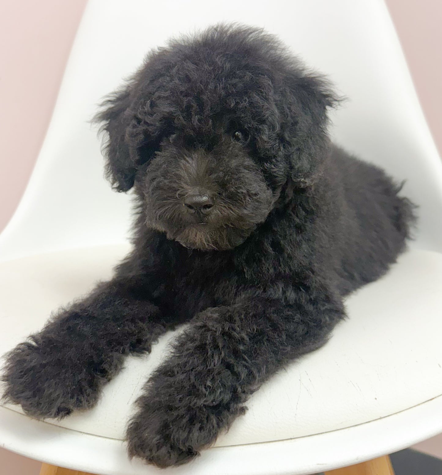 Dillon- Male Doxiepoo