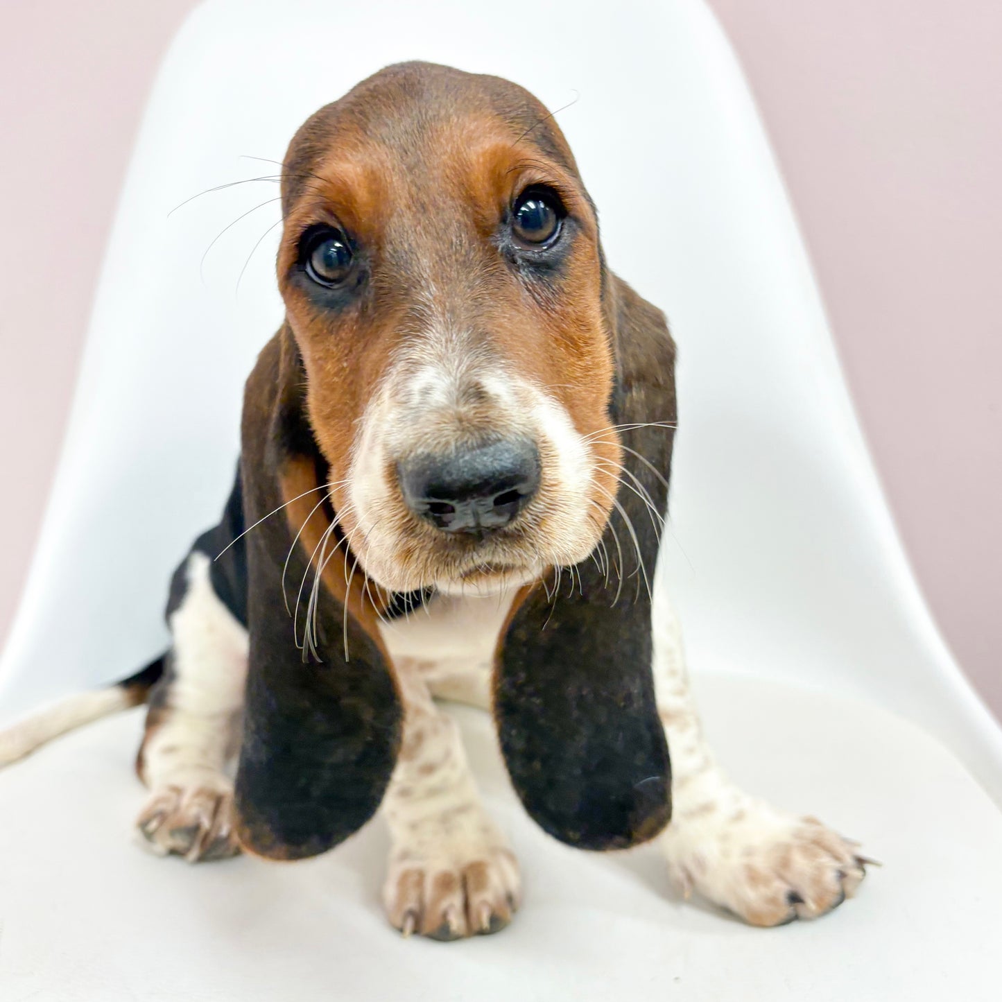 Barb- Female Basset