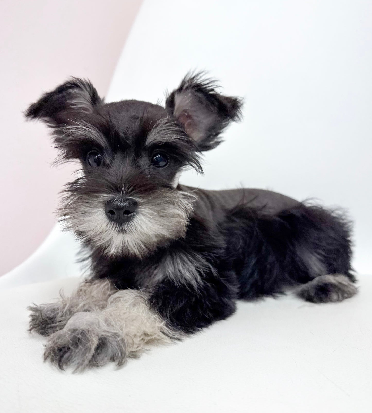 Piper- Female Mini Schnauzer