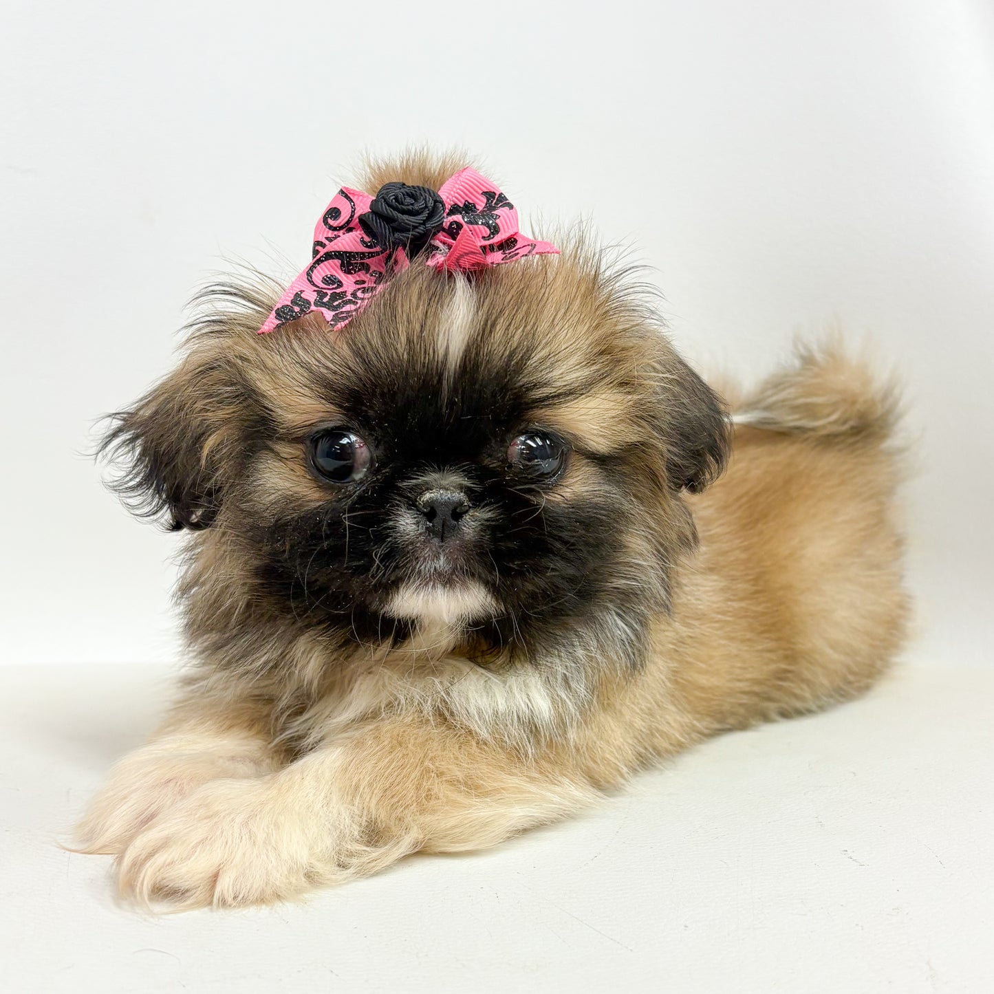 Sylvie-Female Pekingese