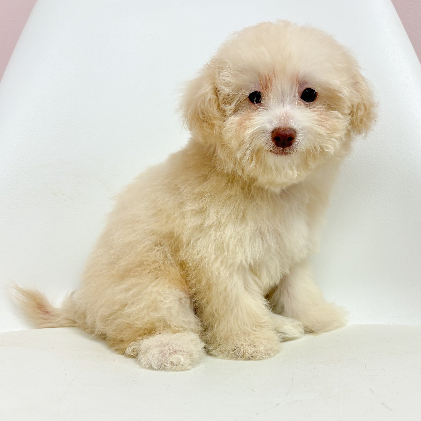 Alex- Male Mini Poodle