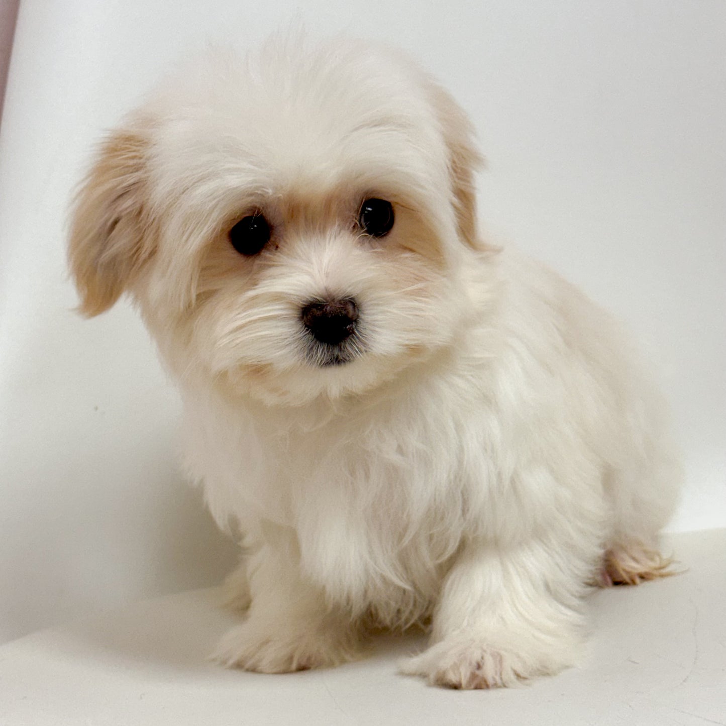Markie - Male Morkie