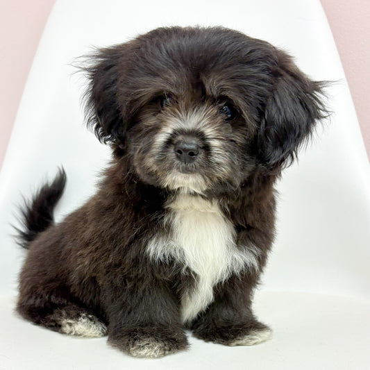 Percy- Male Peke-a-Poo