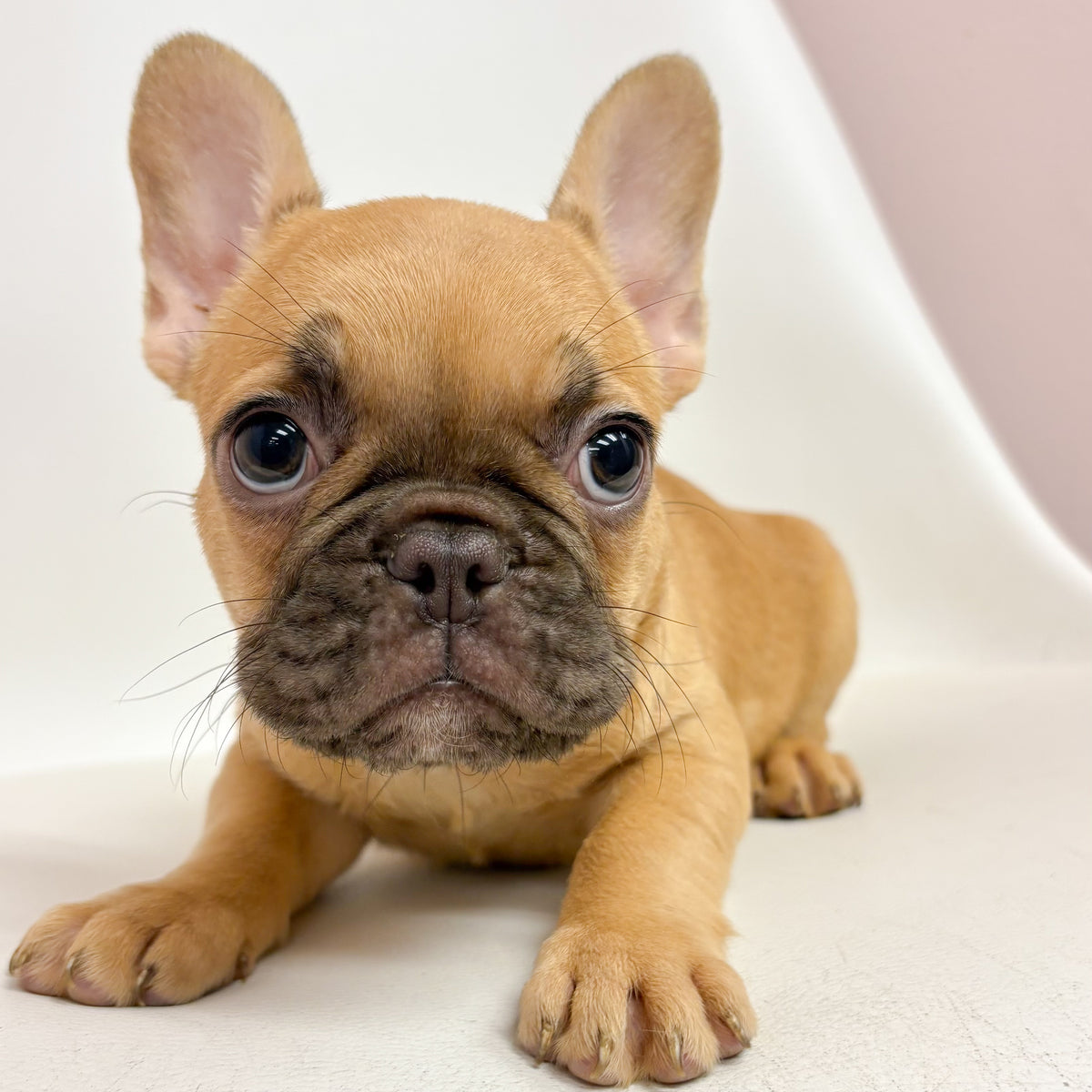 Layla- Female French Bulldog