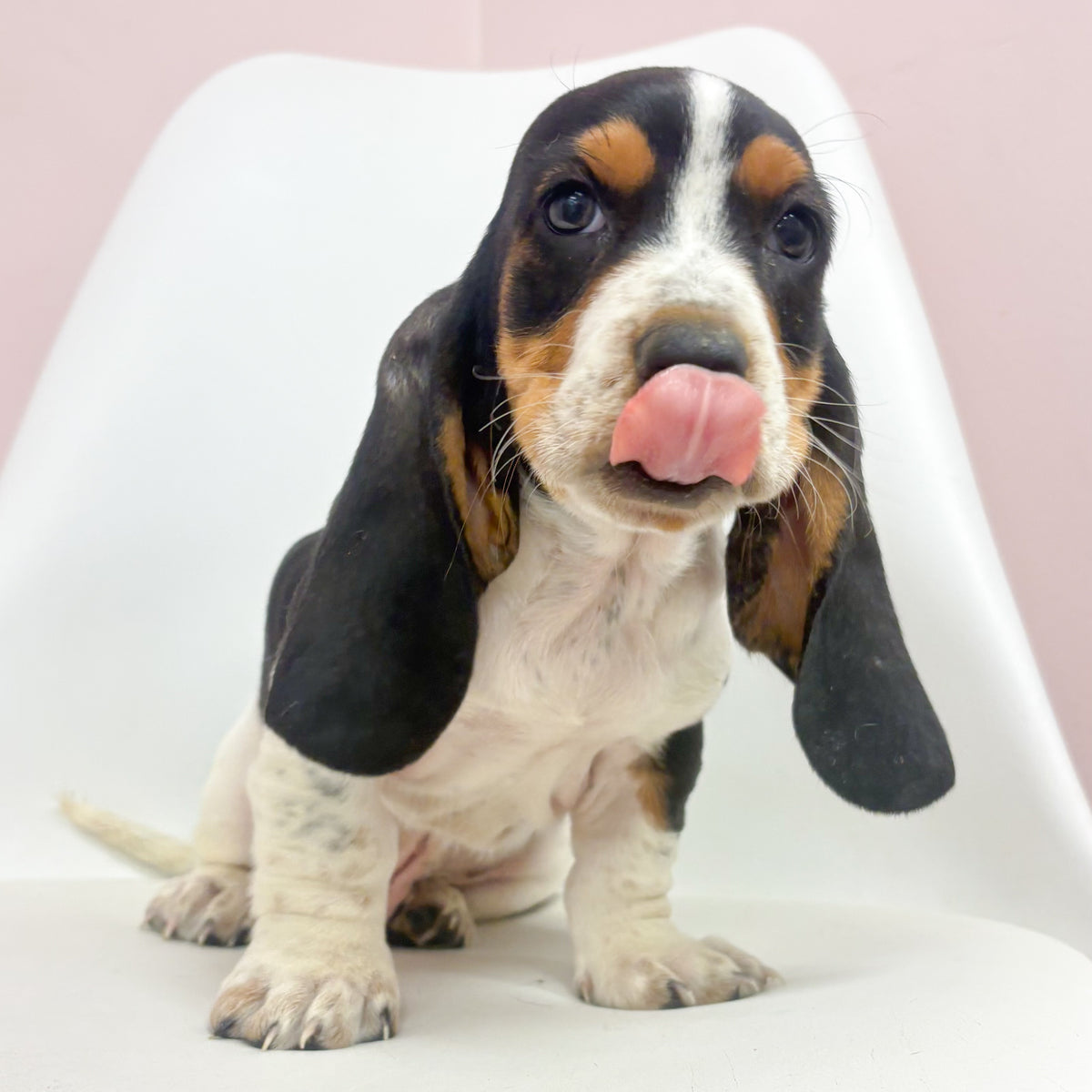 Cornbread- Male Basset Hound