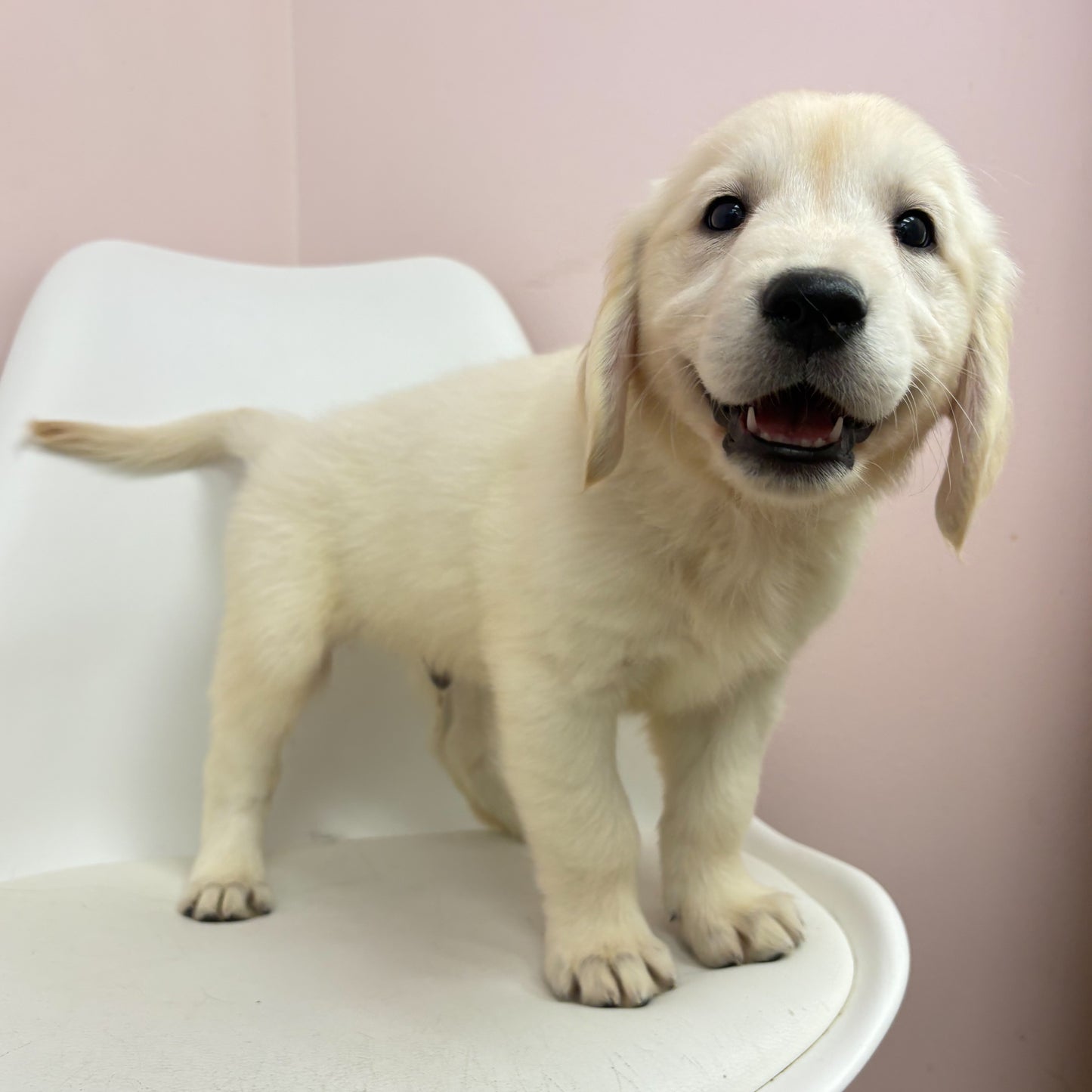 Marley-Male Golden Retriever