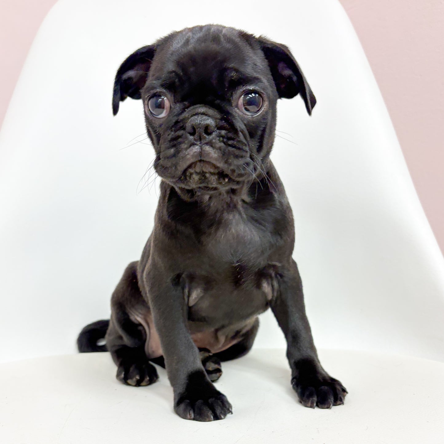 Petunia- Female Pug