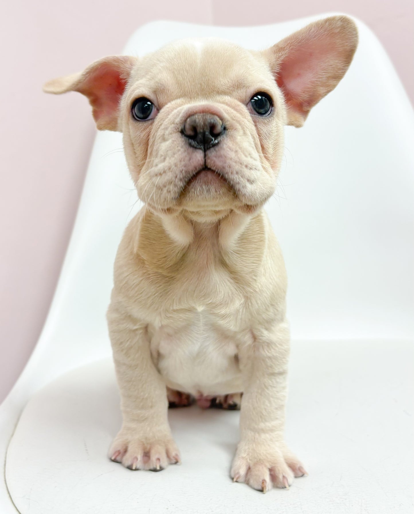 Herb- Male French Bulldog