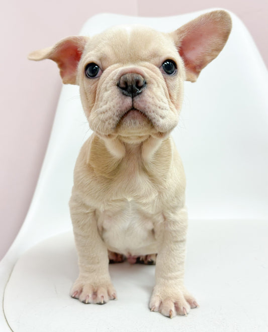 Herb- Male French Bulldog