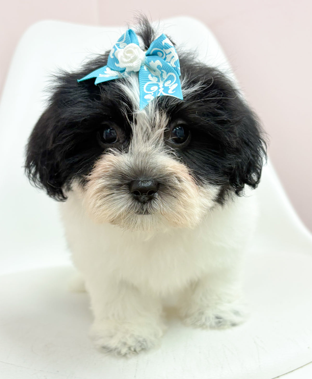 Millie- Female Teddy Bear