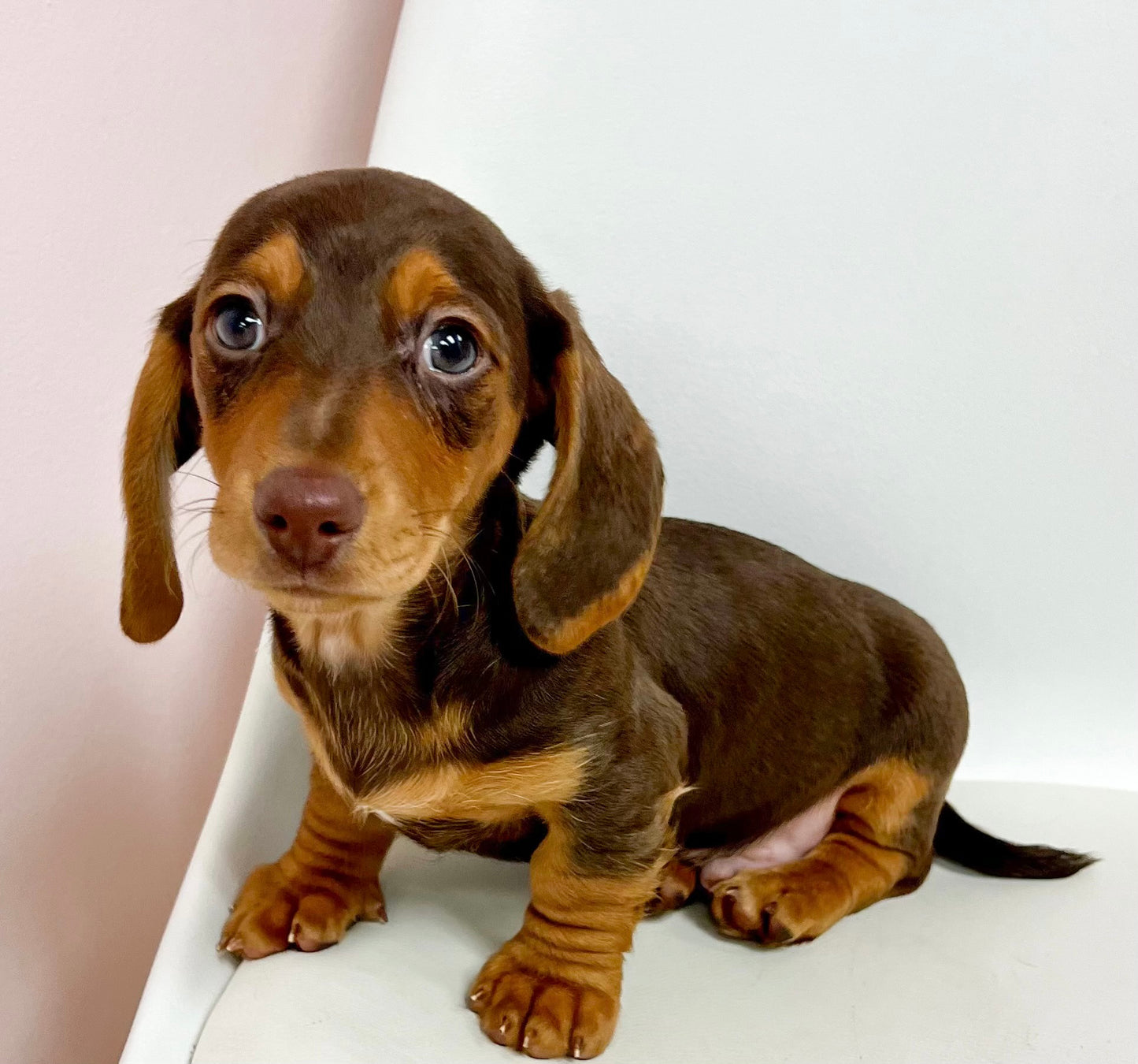 Randolph- Male Miniature Dachshund