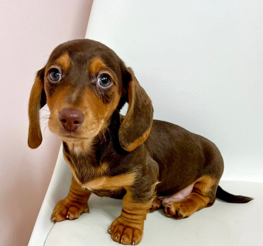 Randolph- Male Miniature Dachshund