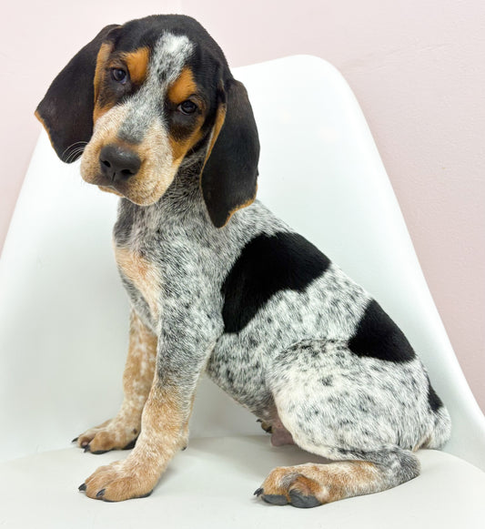 Copper- Male English Coon Hound