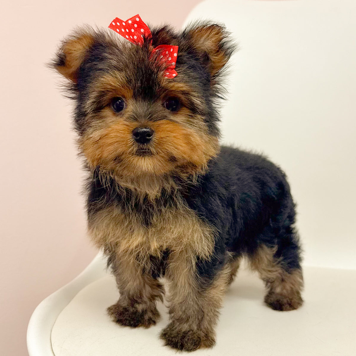 Lottie- Female Yorkie