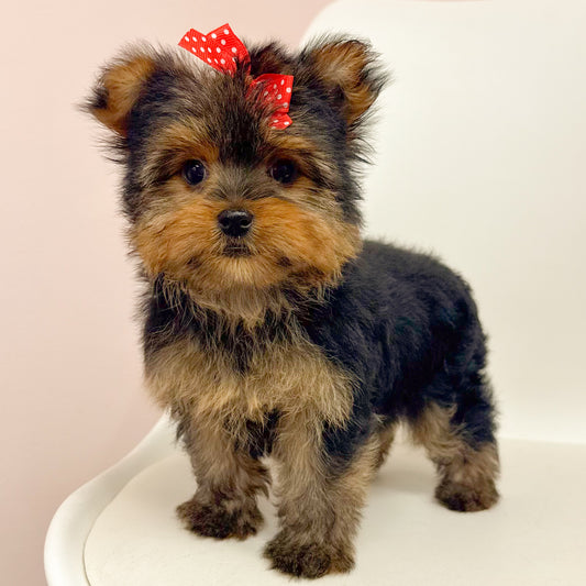 Lottie- Female Yorkie