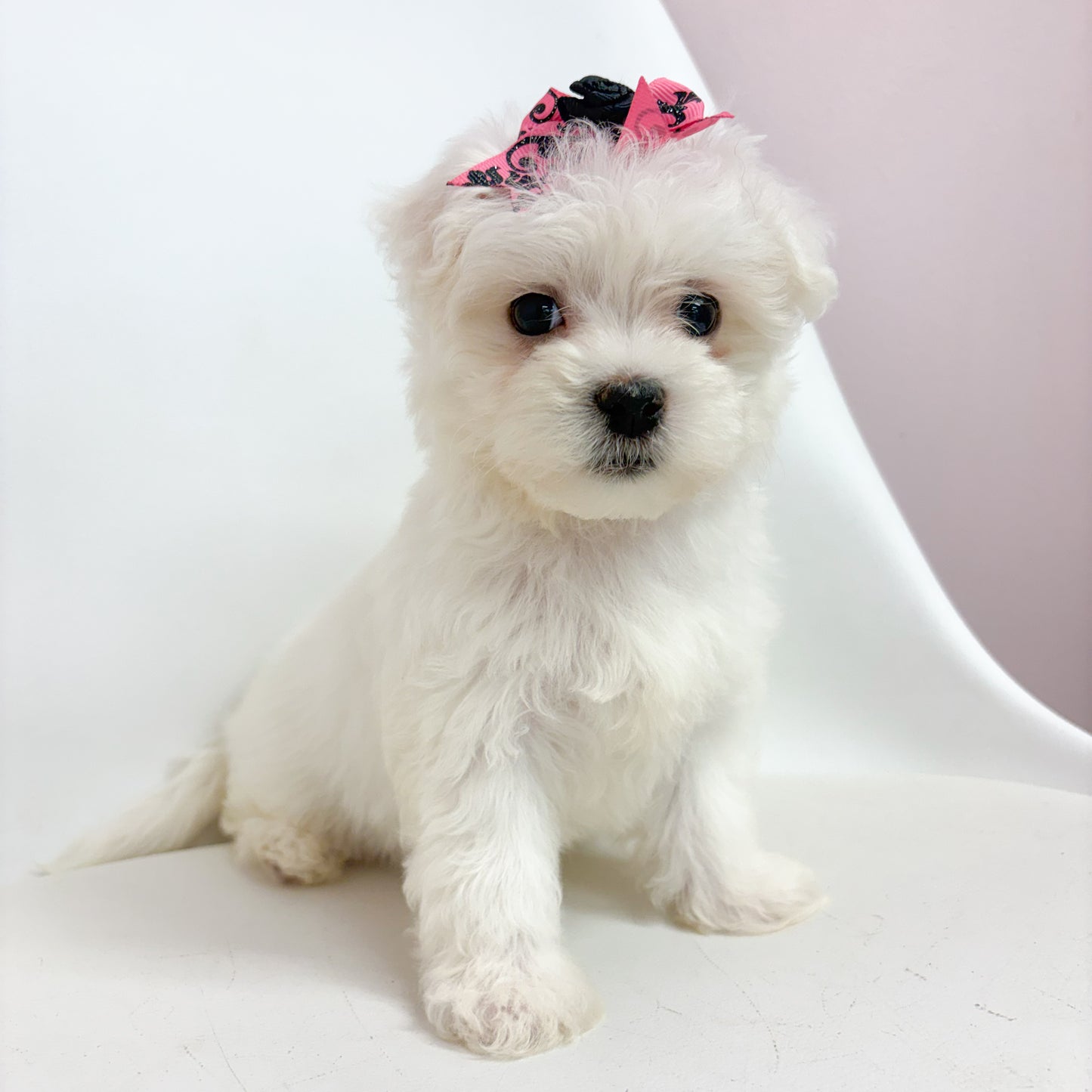 Daisy-Female Maltese
