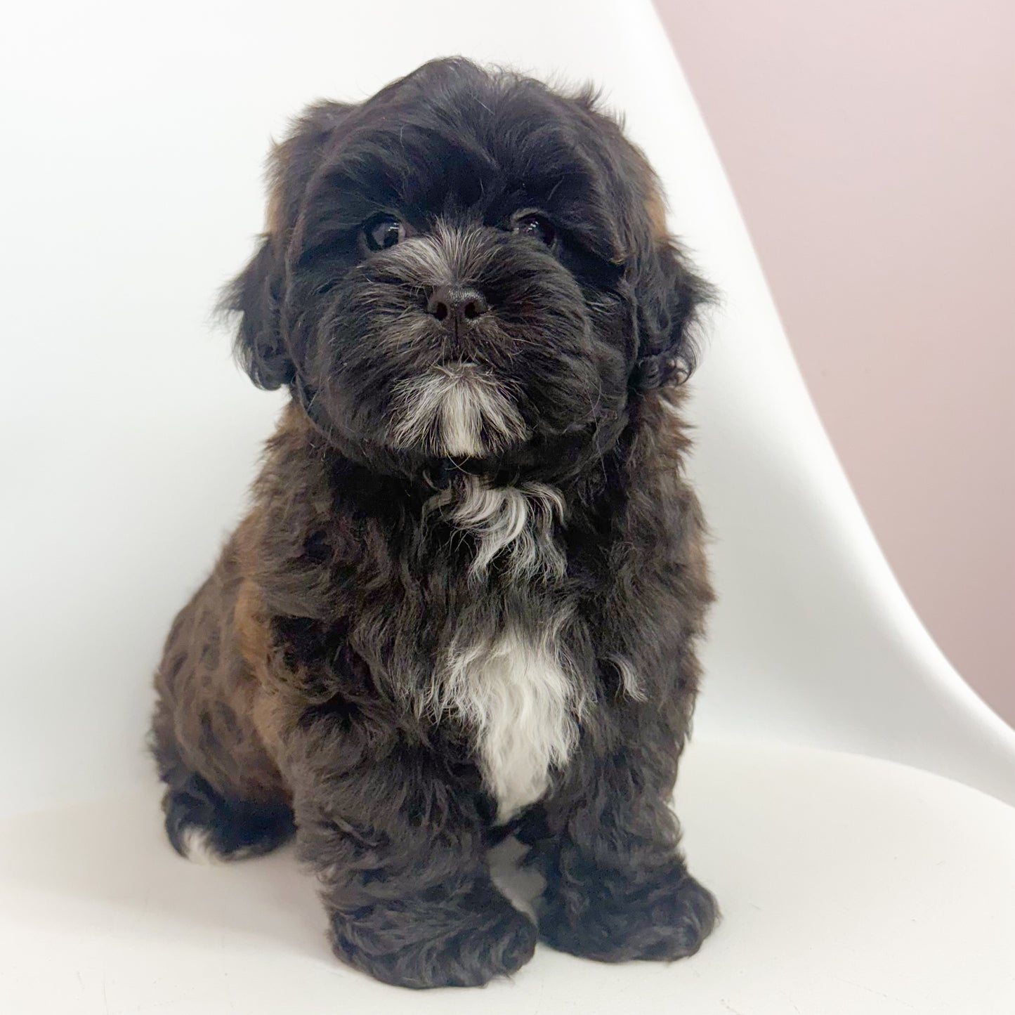 Bernard- Male Shipoo