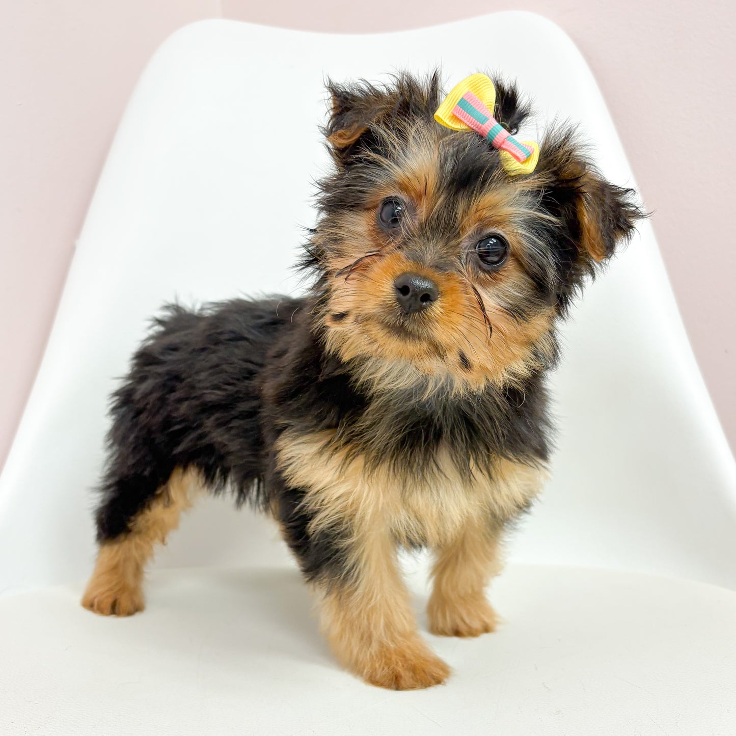 Belle- Female Silky Terrier