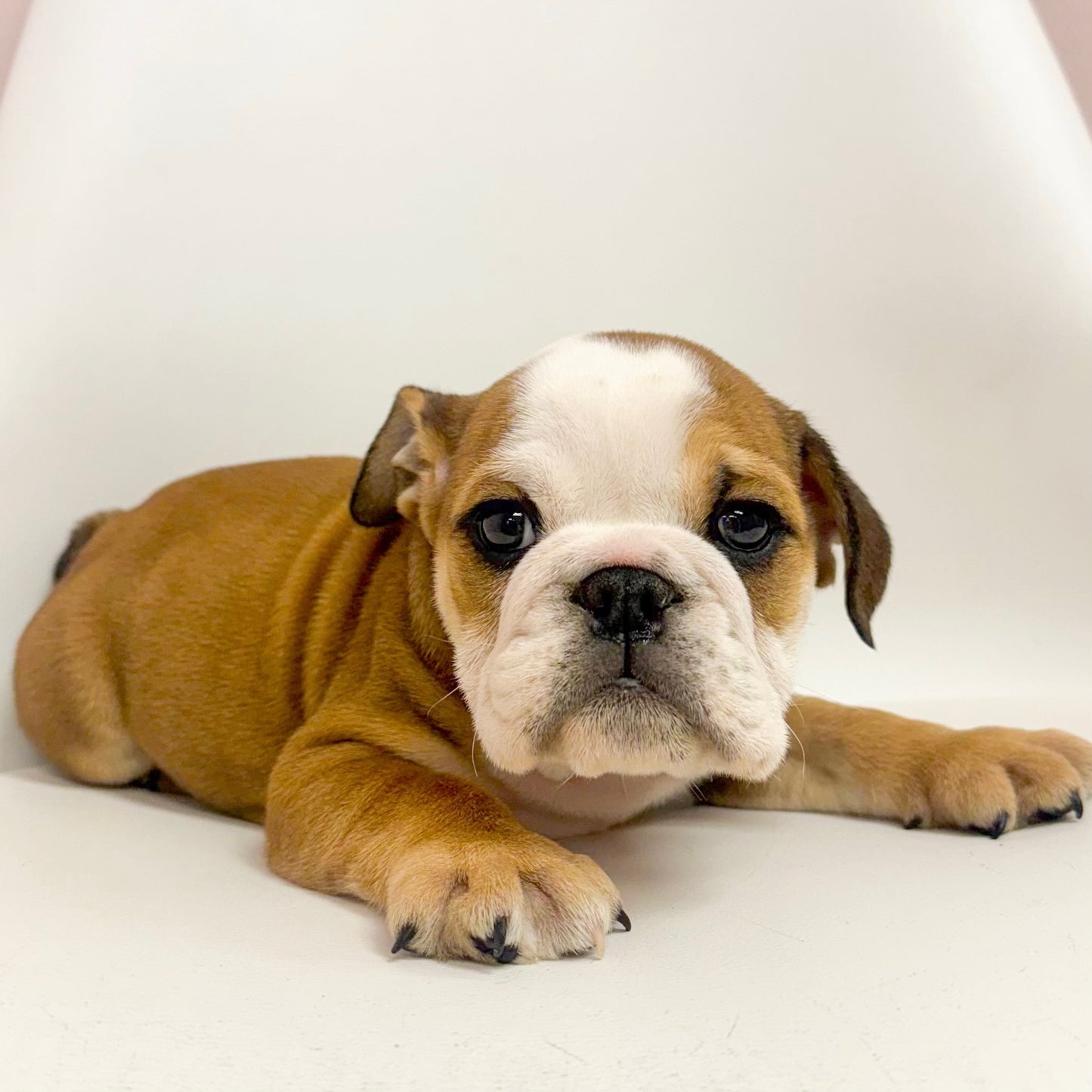 Tank- Male English Bulldog