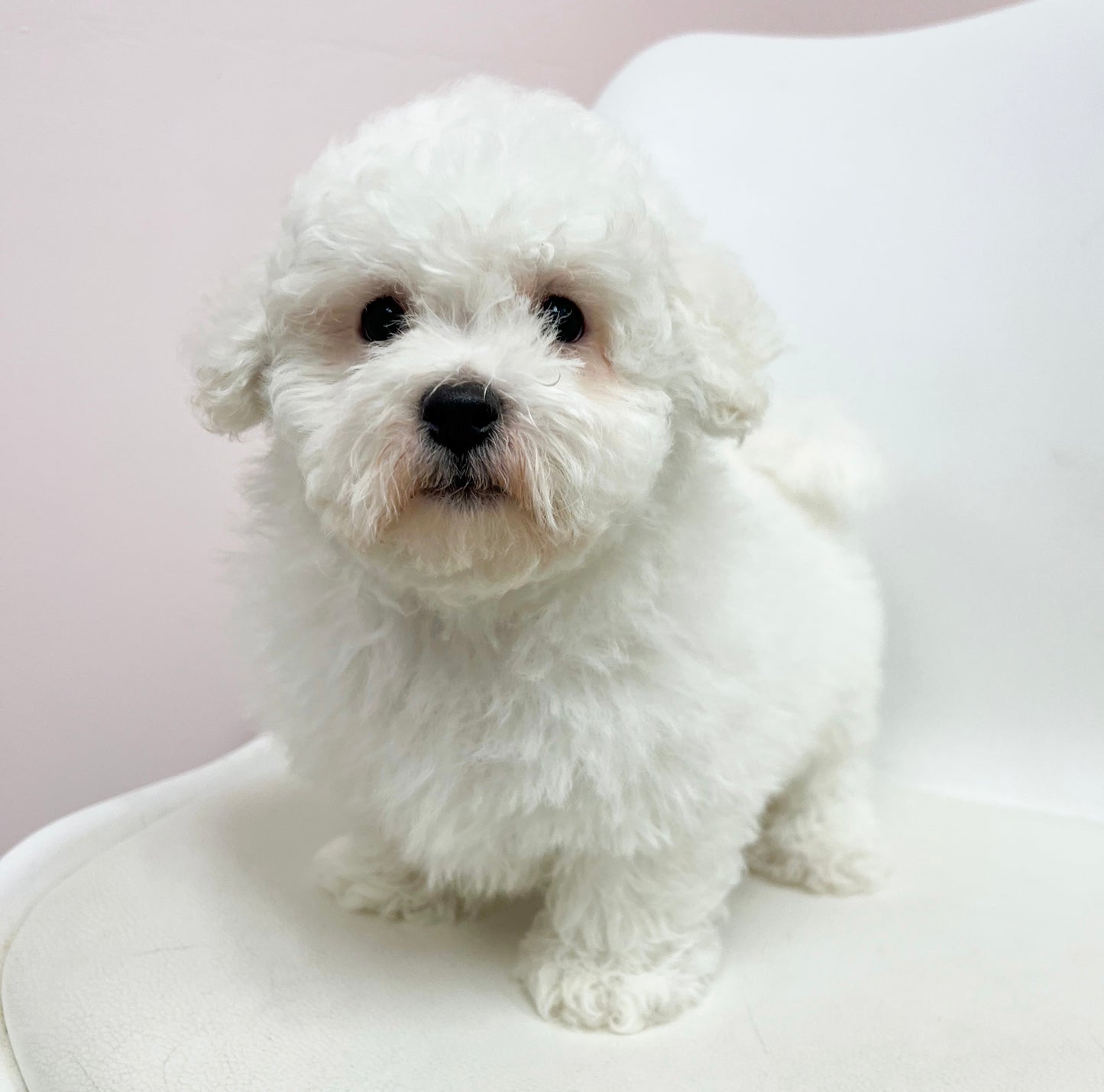 Buddy- Male Bichon Frise