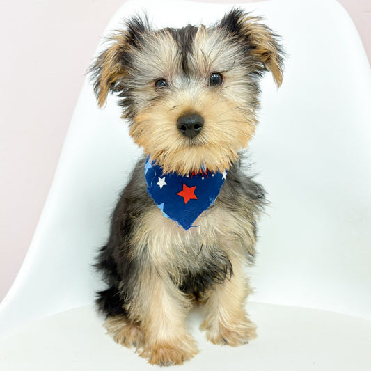 Wilson-Male Yorkie