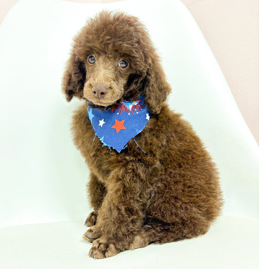 Toby-Male Toy Poodle