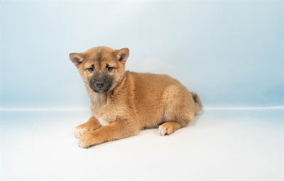 Timber- Male Shiba Inu