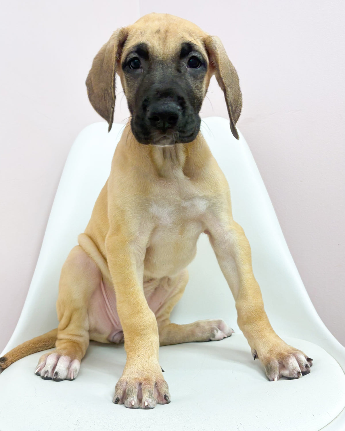 Honey- Female Great Dane