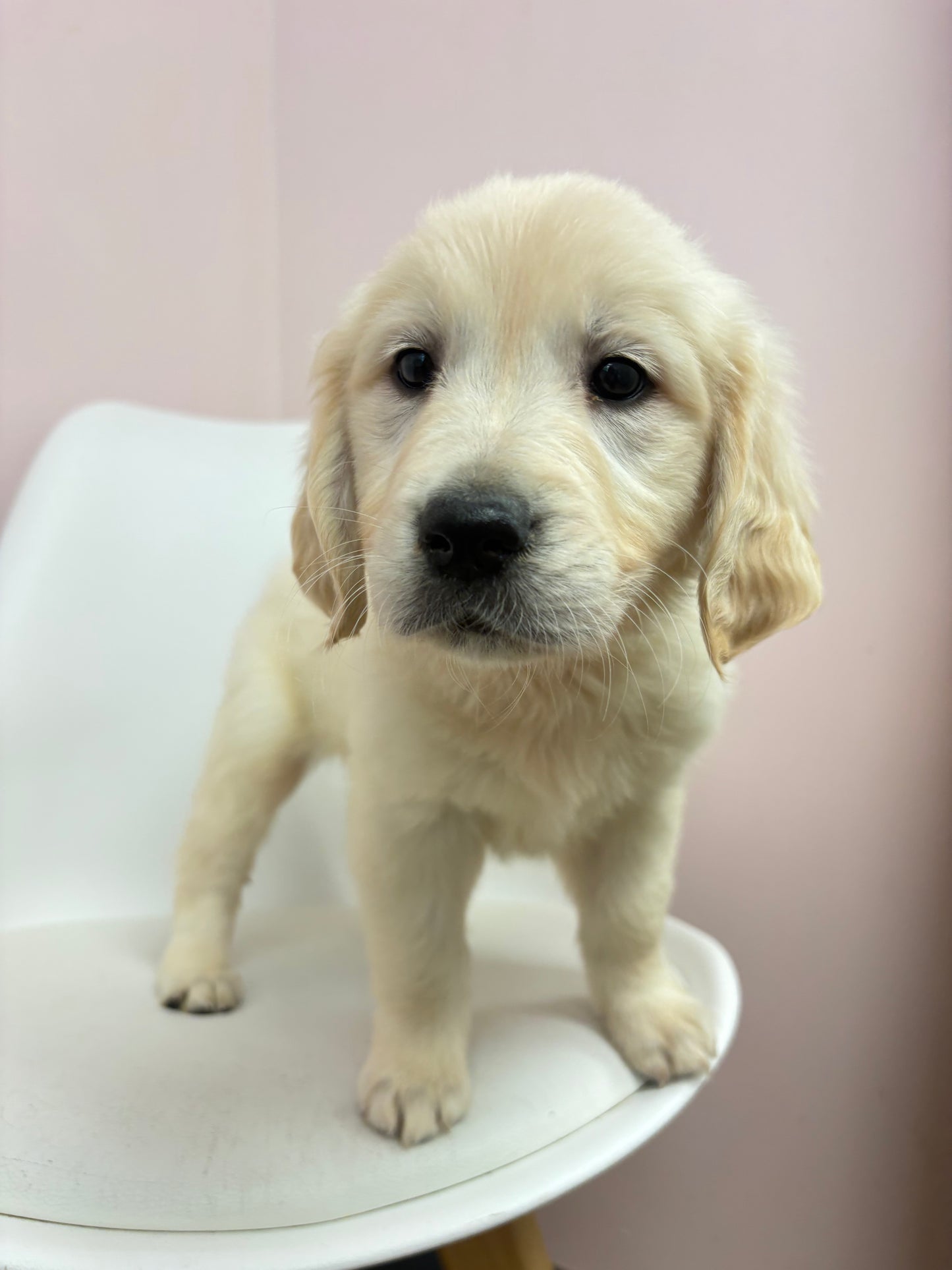 Heidi-Female Golden Retriever