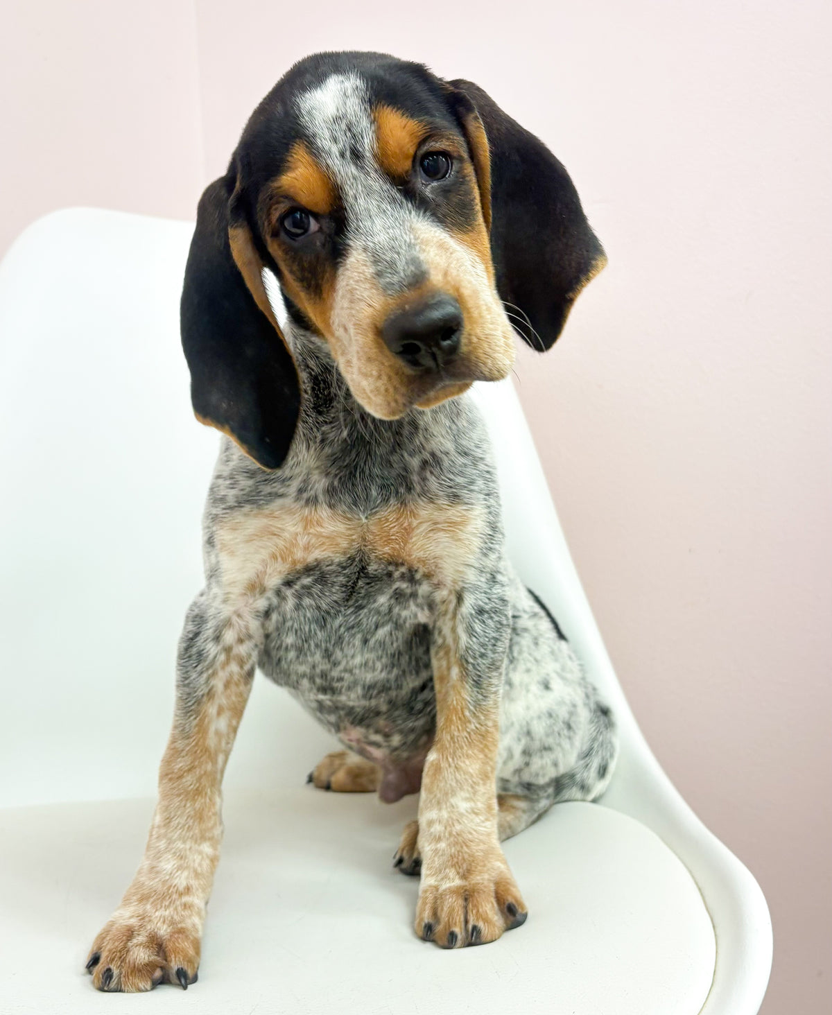 Copper- Male English Coon Hound