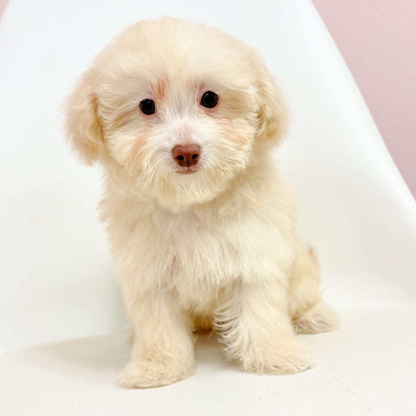 Alex- Male Mini Poodle