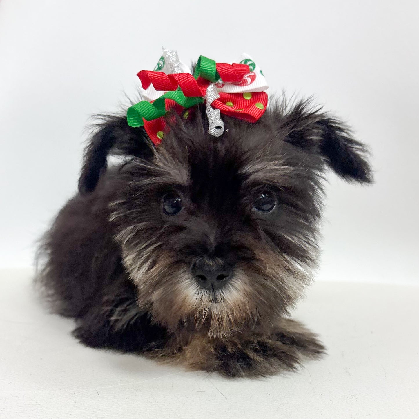 Fiona- Female Miniature Schnauzer