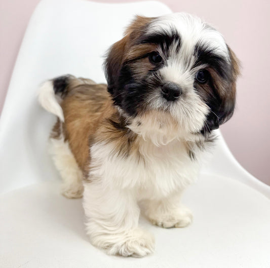 Eugene- Male Shih Tzu