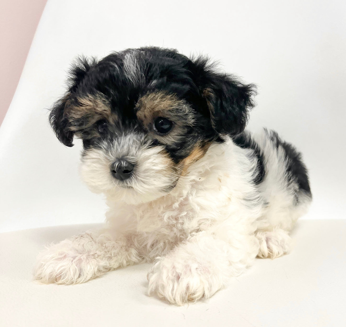 Conor- Male Yorkipoo