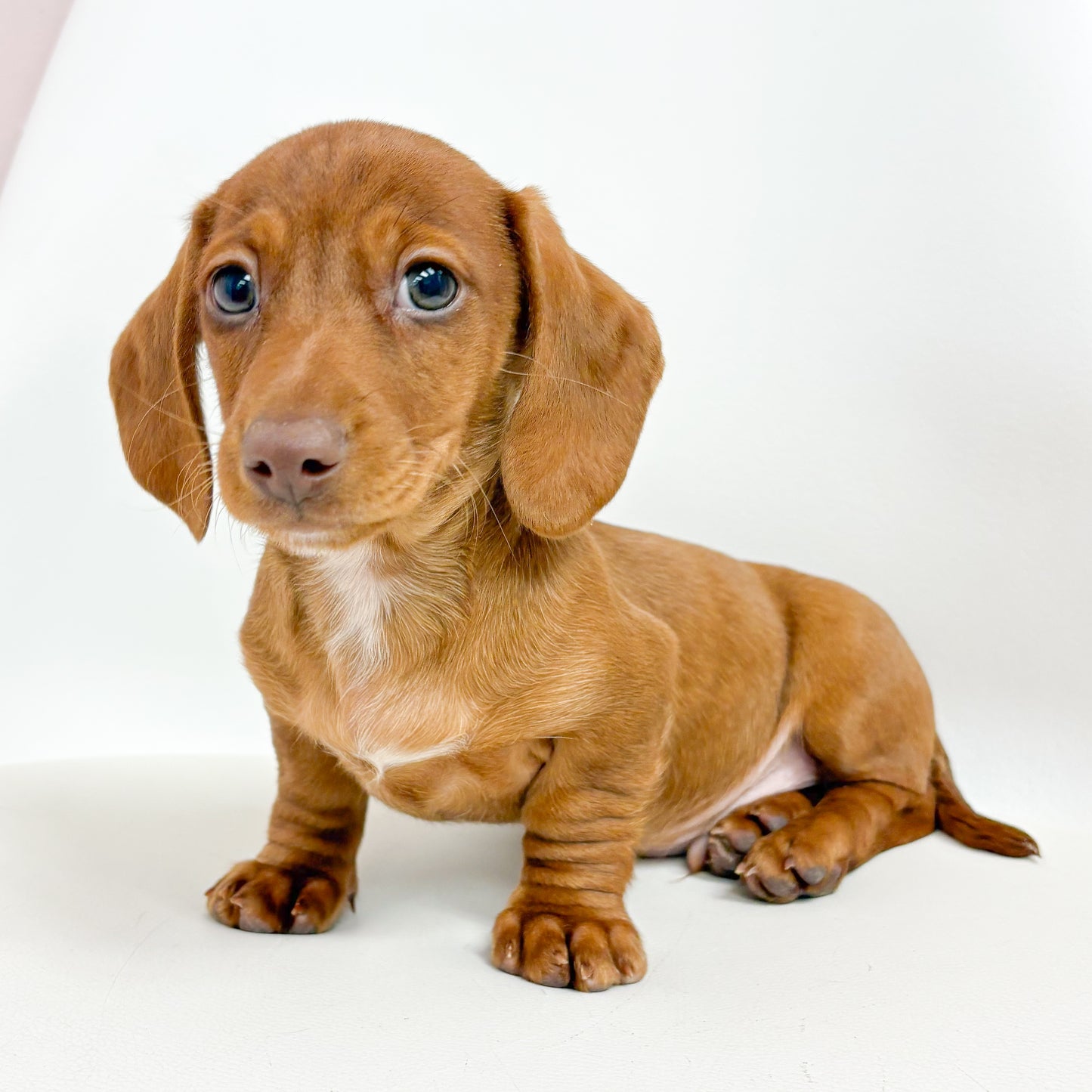 Smooch - Male Mini Dachshund