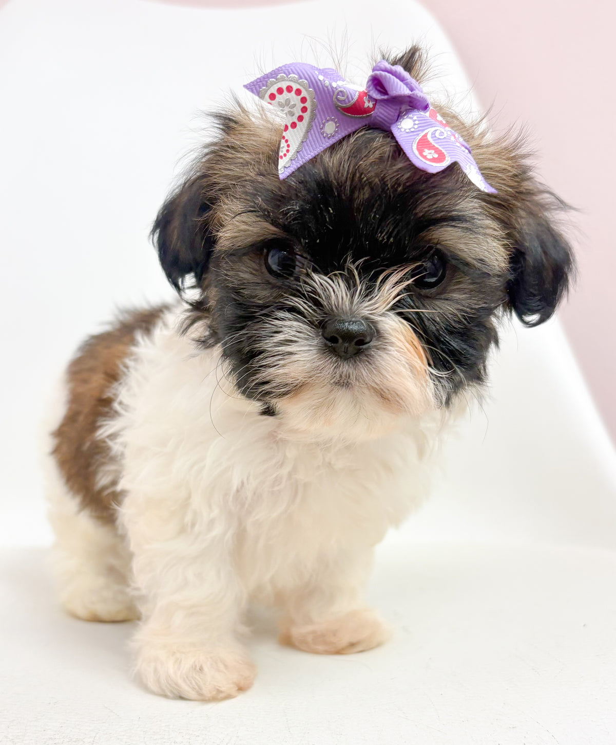 Pippa- Female Shih Tzu