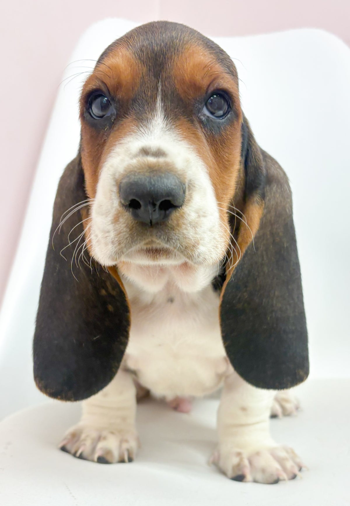 Beau- Male Basset Hound