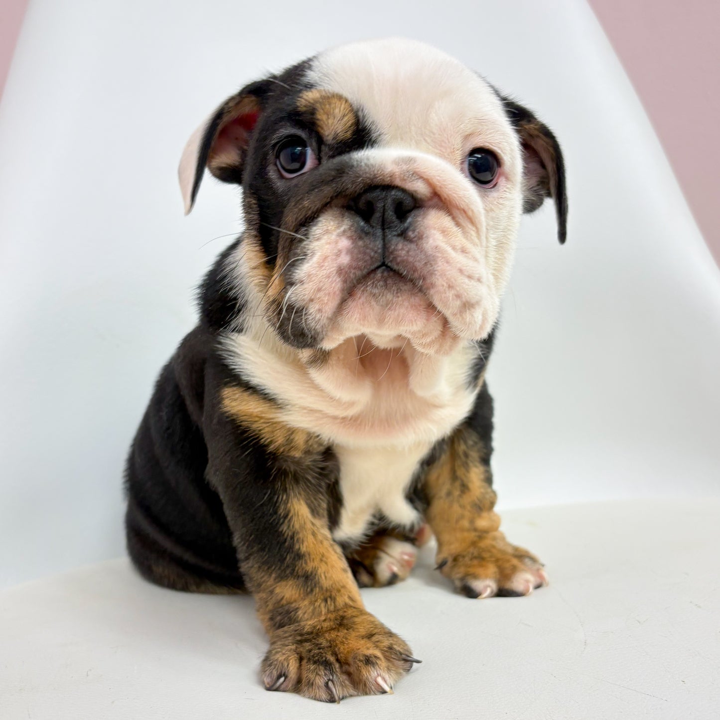 Layla- Female English Bulldog