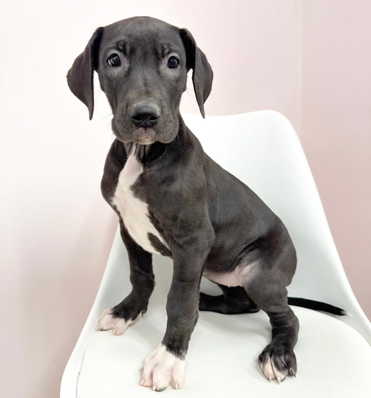 Nova- Female Great Dane